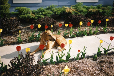 Soona among the Tulips